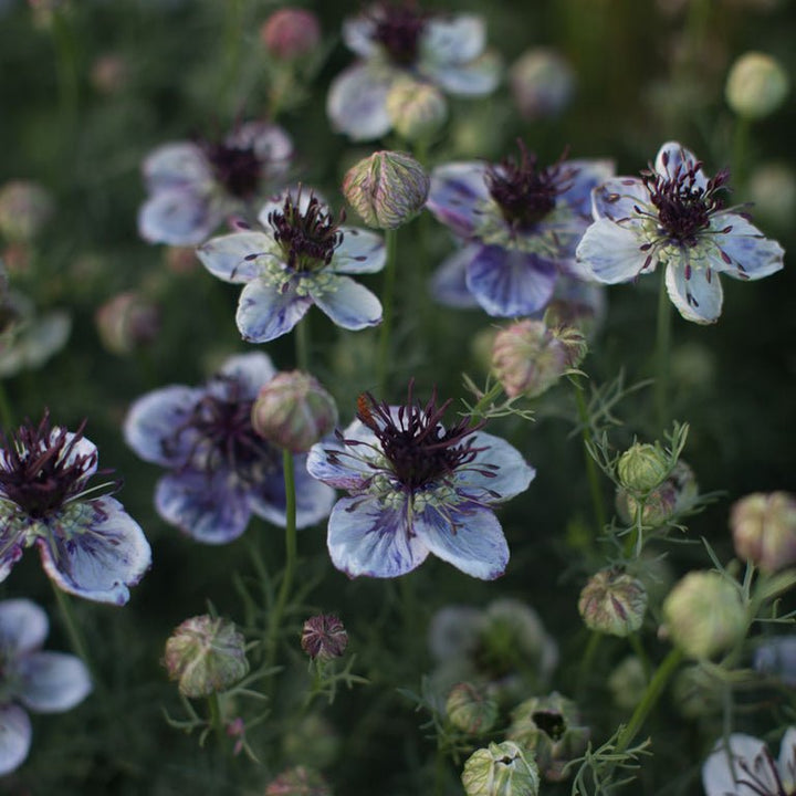 Love - in - a - Mist ‘Delft Blue’ - Clementine Home Floral Gift