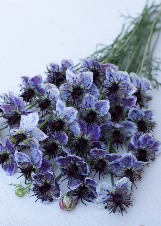 Love - in - a - Mist ‘Delft Blue’ - Clementine Home Floral Gift