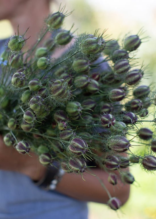 Love - in - a - Mist ‘Miss Jekyll Dark Blue’ - Clementine Home Floral Gift