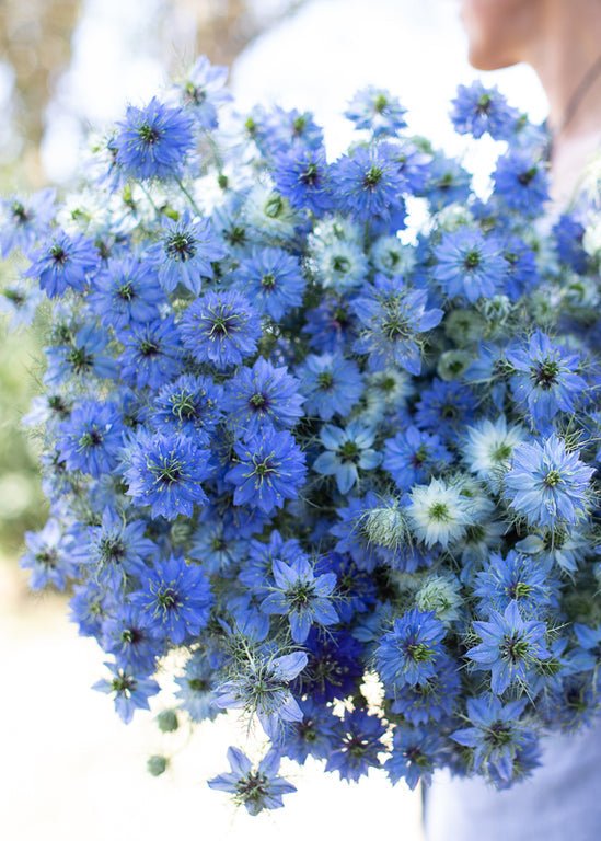 Love - in - a - Mist ‘Miss Jekyll Dark Blue’ - Clementine Home Floral Gift