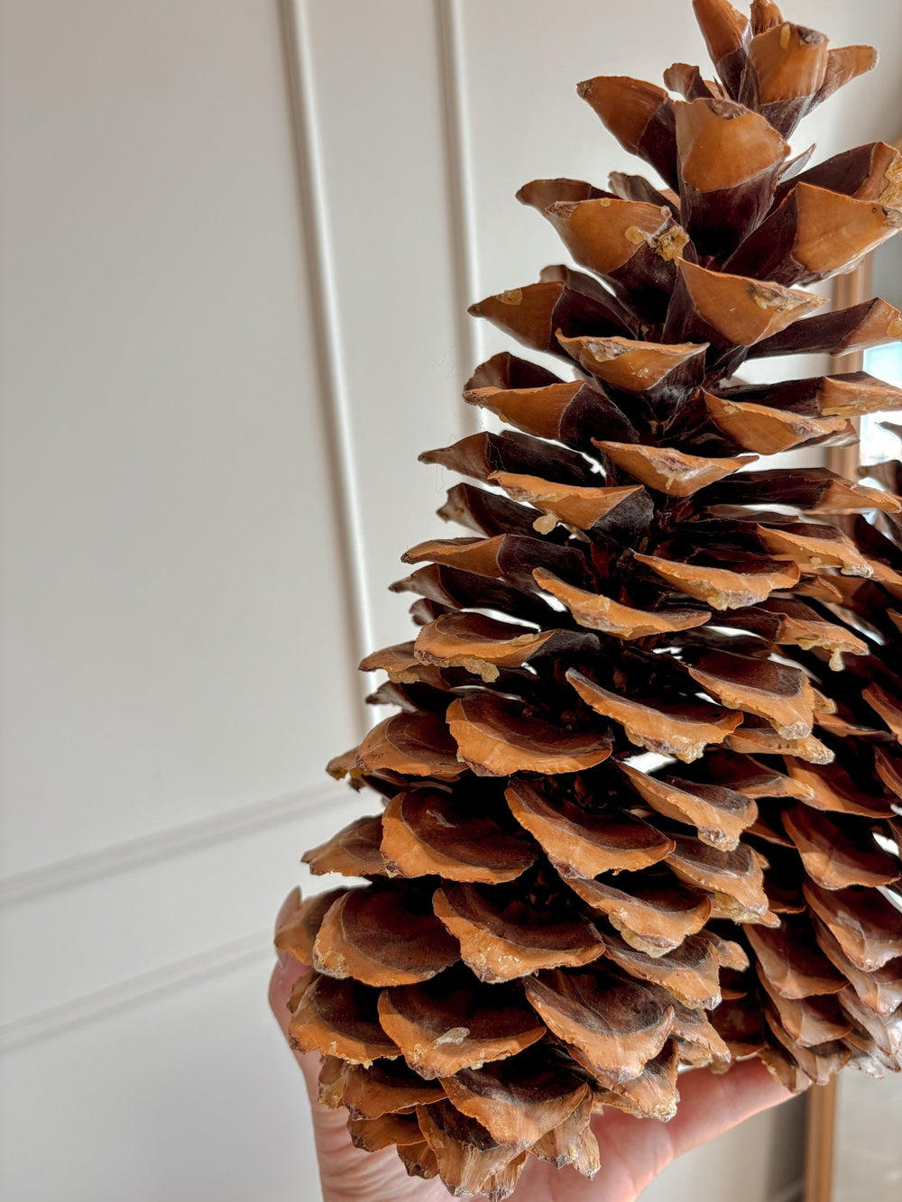 Natural Sugar Pine Cones - Clementine Home Floral Gift