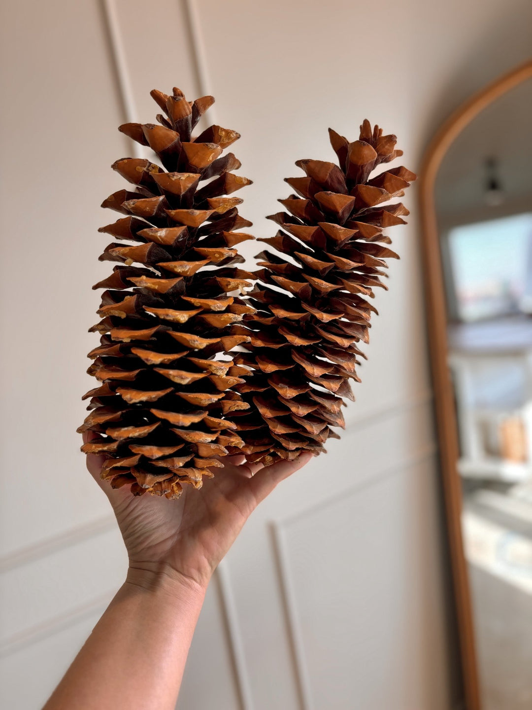 Natural Sugar Pine Cones - Clementine Home Floral Gift