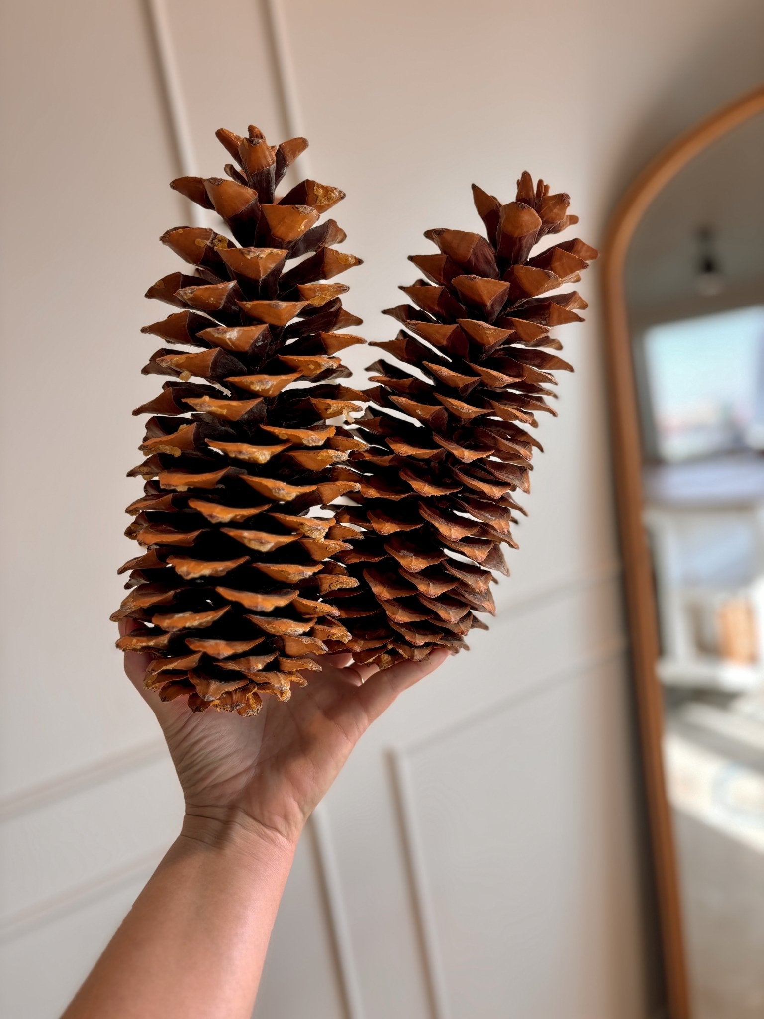 Natural Sugar Pine Cones - Clementine Home Floral Gift