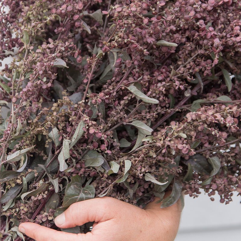 Orach - Copper Plume - Clementine Home Floral Gift