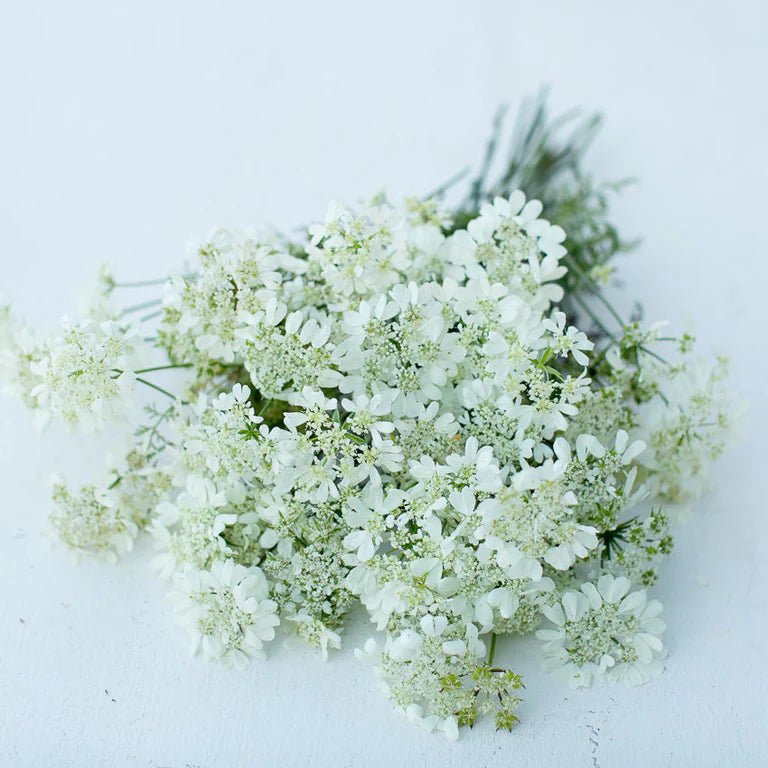 Orlaya - White Finch Lace - Clementine Home Floral Gift