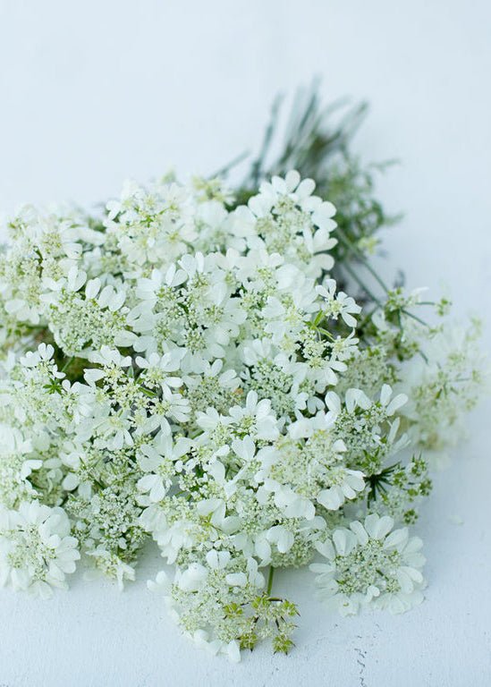 Orlaya ‘White Finch Lace’ - Clementine Home Floral Gift
