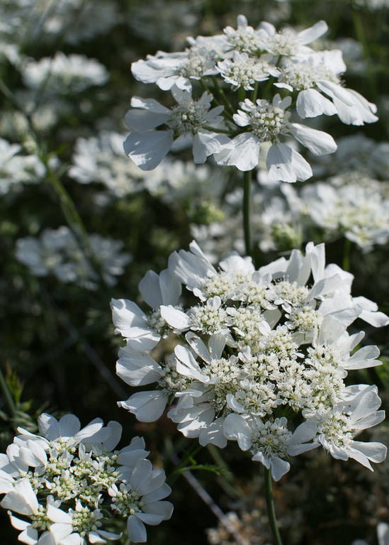 Orlaya ‘White Finch Lace’ - Clementine Home Floral Gift