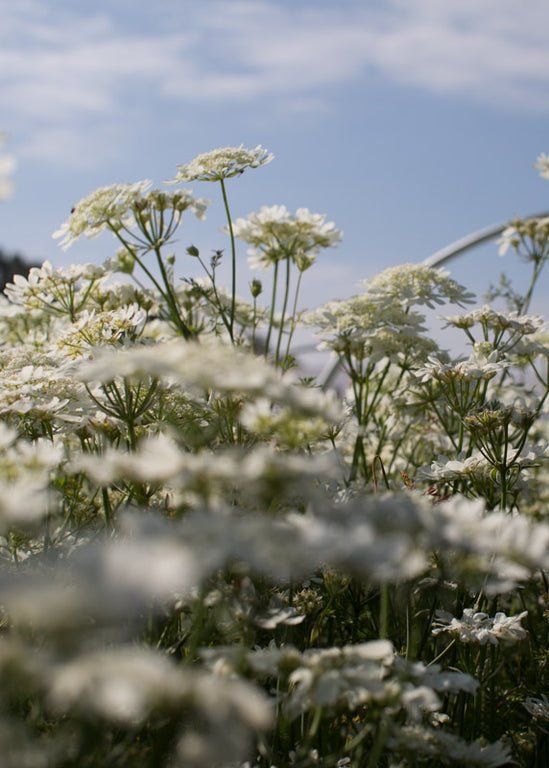 Orlaya ‘White Finch Lace’ - Clementine Home Floral Gift