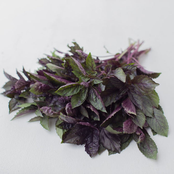 Ornamental Basil - Aromatto - Clementine Home Floral Gift