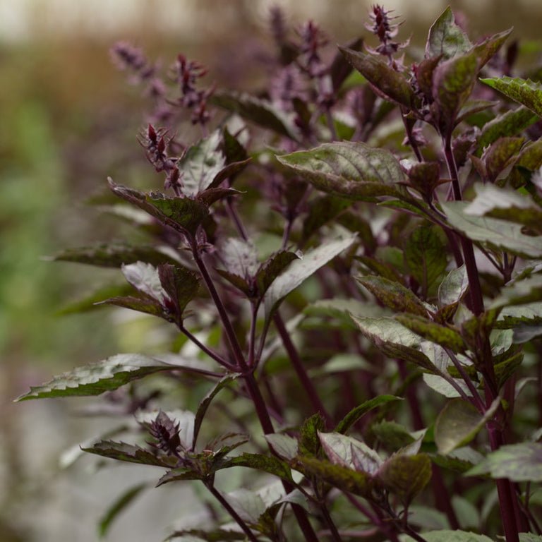 Ornamental Basil - Aromatto - Clementine Home Floral Gift