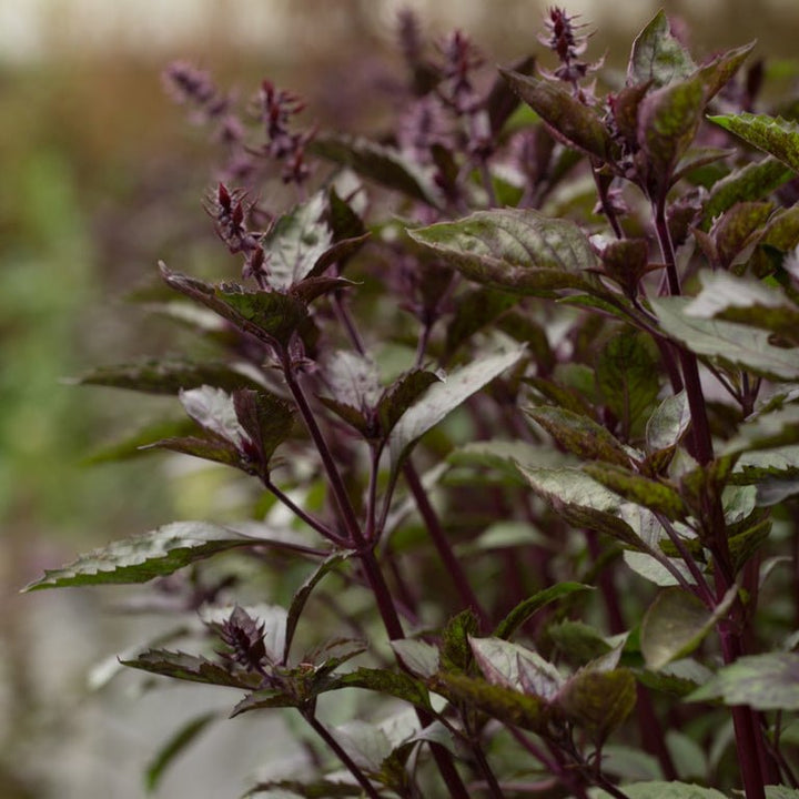 Ornamental Basil - Aromatto - Clementine Home Floral Gift
