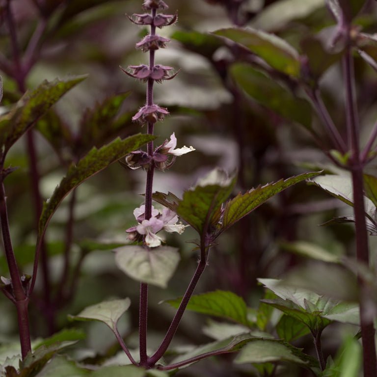 Ornamental Basil - Aromatto - Clementine Home Floral Gift