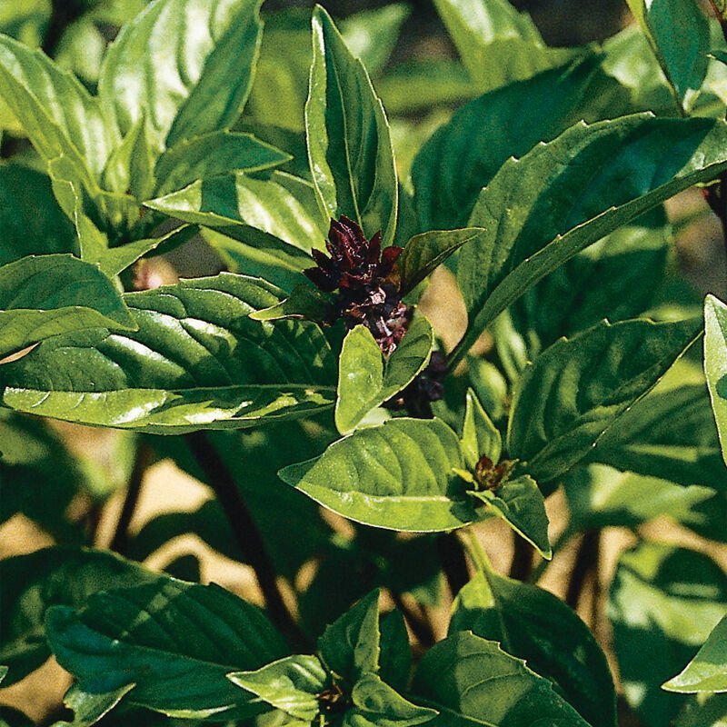 Ornamental Basil - Cinnamon - Clementine Home Floral Gift