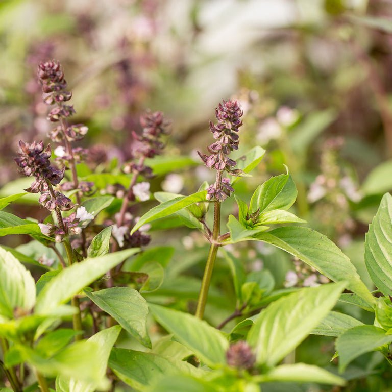Ornamental Basil - Cinnamon - Clementine Home Floral Gift