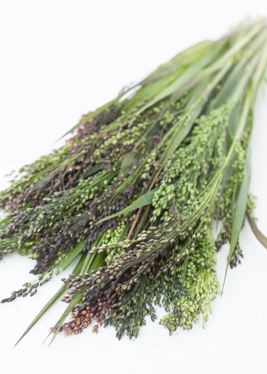 Ornamental Grass ‘Broomcorn Millet’ - Clementine Home Floral Gift