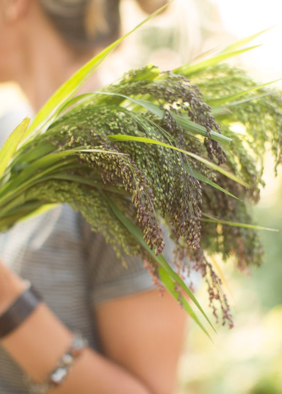 Ornamental Grass ‘Broomcorn Millet’ - Clementine Home Floral Gift