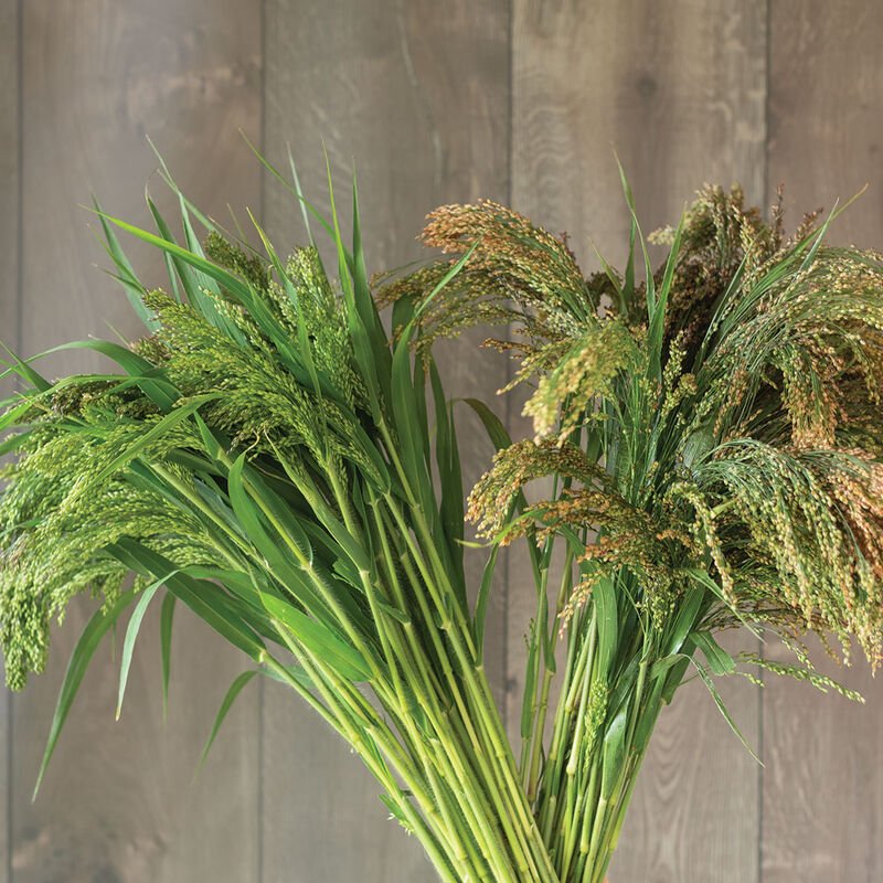 Ornamental Grass - Broomcorn Millet - Clementine Home Floral Gift