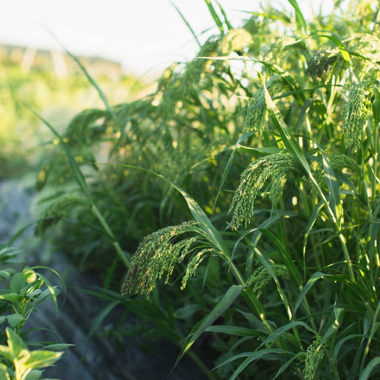 Ornamental Grass ‘Broomcorn Millet’ - Clementine Home Floral Gift