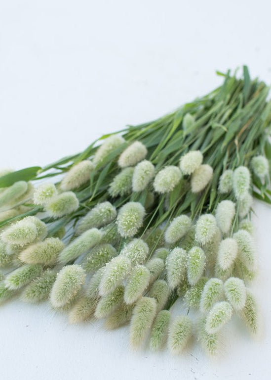Ornamental Grass ‘Bunny Tails’ - Clementine Home Floral Gift