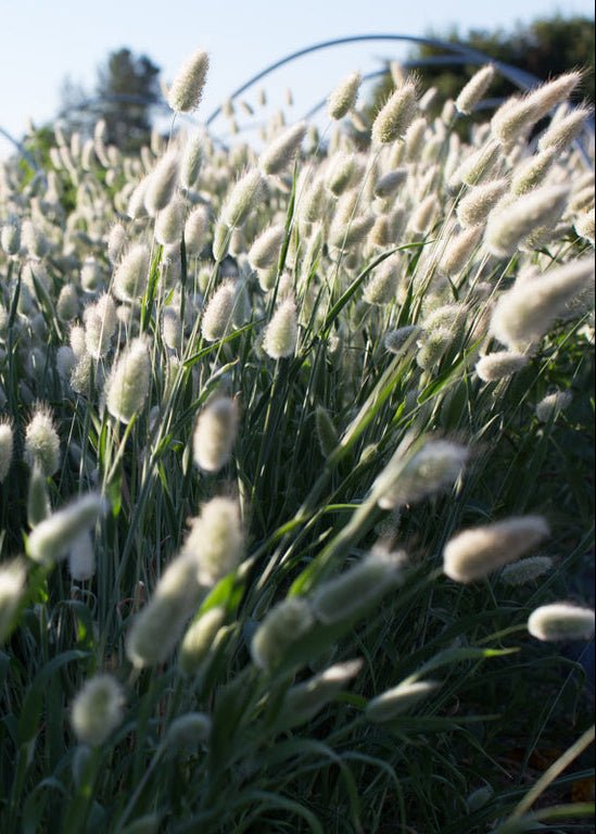 Ornamental Grass ‘Bunny Tails’ - Clementine Home Floral Gift