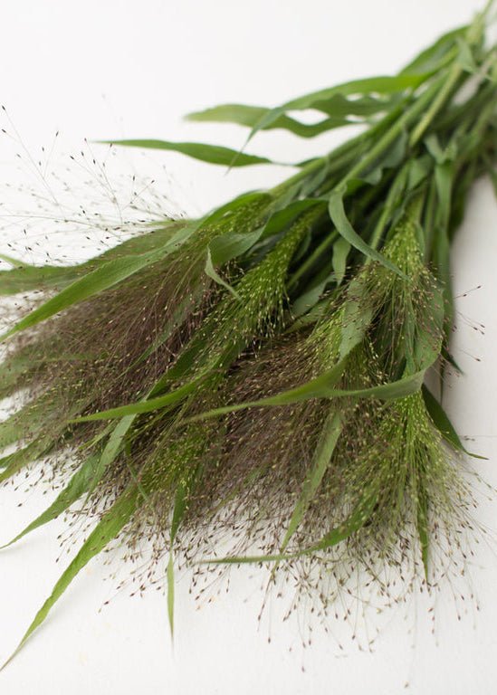 Ornamental Grass ‘Frosted Explosion’ - Clementine Home Floral Gift