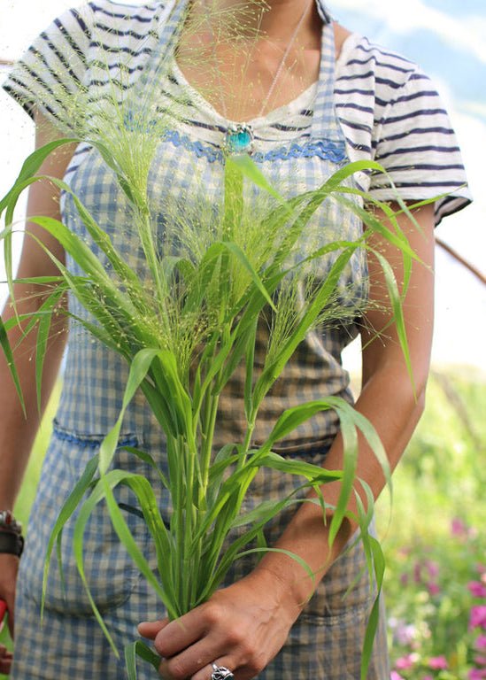 Ornamental Grass ‘Frosted Explosion’ - Clementine Home Floral Gift