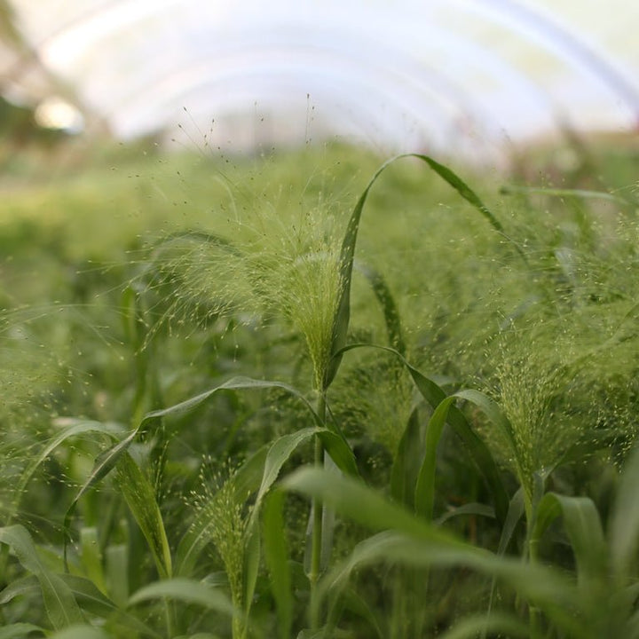 Ornamental Grass ‘Frosted Explosion’ - Clementine Home Floral Gift