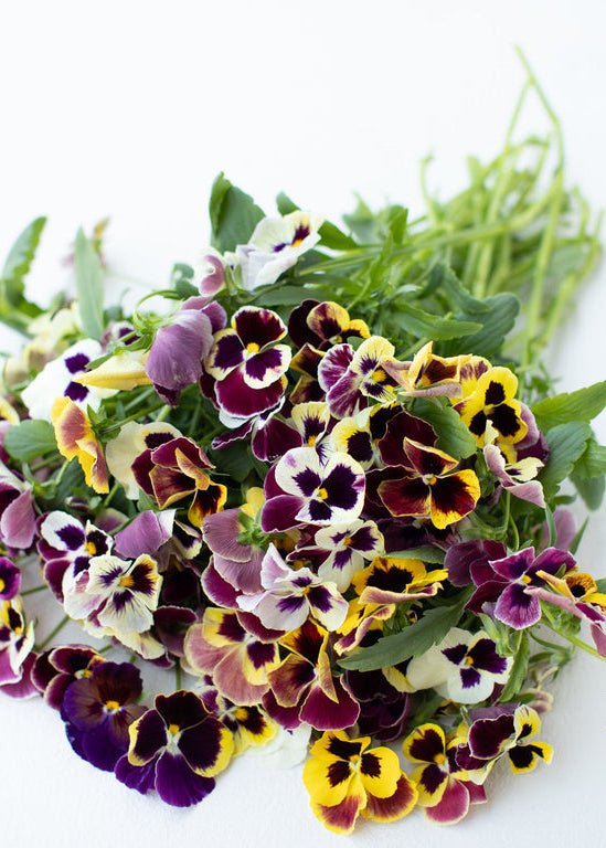 Pansy ‘Aalsmeer King Size Mix’ - Clementine Home Floral Gift