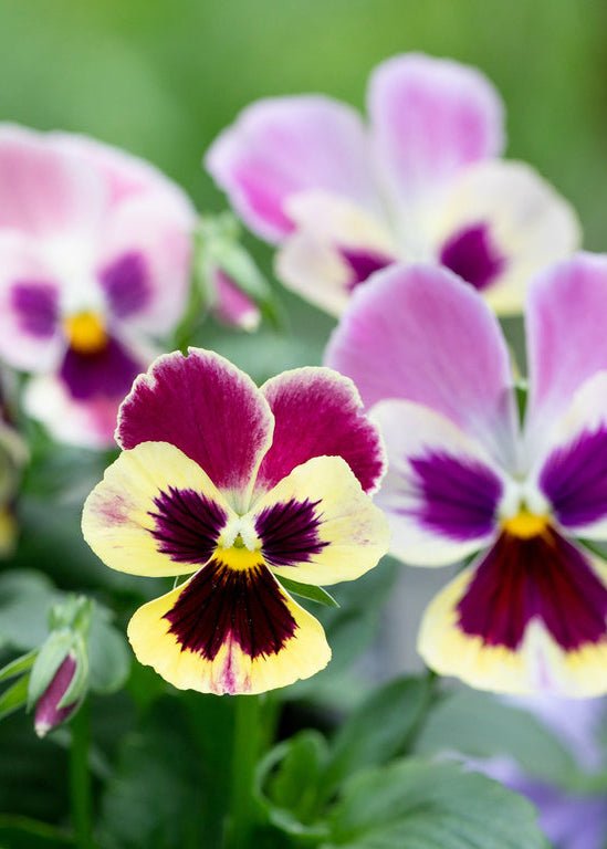 Pansy ‘Aalsmeer King Size Mix’ - Clementine Home Floral Gift