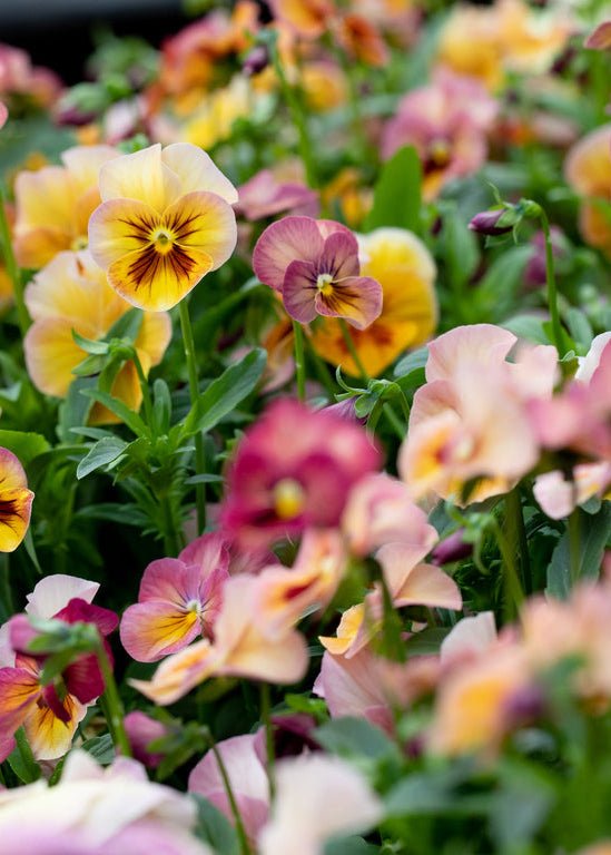 Pansy ‘Nature Antique Shades’ - Clementine Home Floral Gift