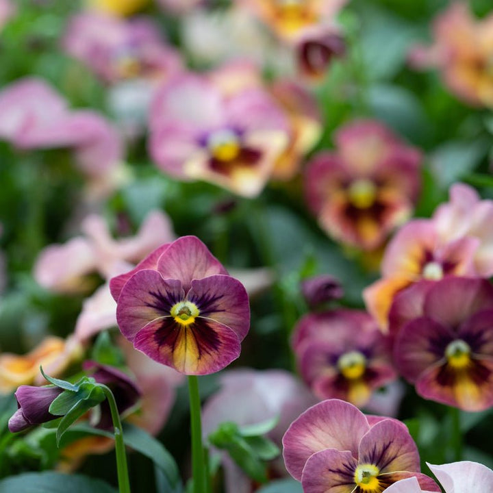 Pansy ‘Nature Antique Shades’ - Clementine Home Floral Gift