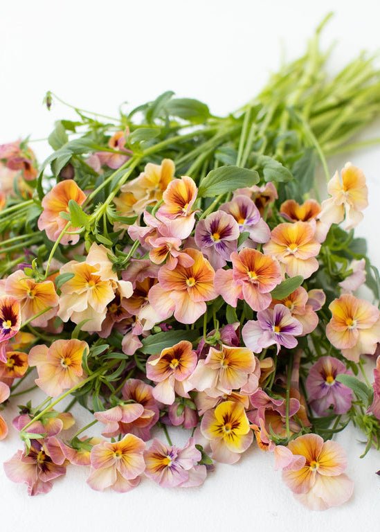 Pansy ‘Nature Antique Shades’ - Clementine Home Floral Gift