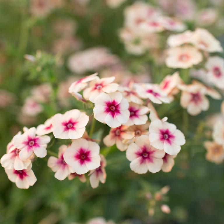 Phlox ‘Cherry Caramel’ - Clementine Home Floral Gift