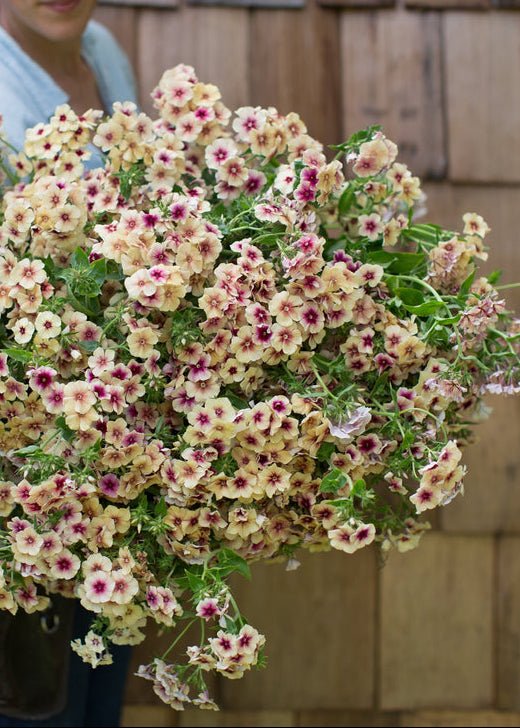 Phlox ‘Cherry Caramel’ - Clementine Home Floral Gift