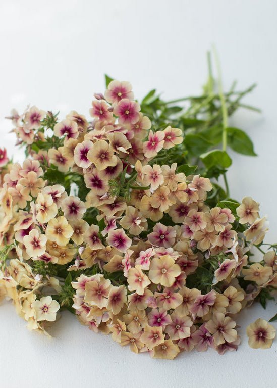 Phlox ‘Cherry Caramel’ - Clementine Home Floral Gift