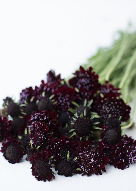 Pincushion Flower ‘Black Knight’ - Clementine Home Floral Gift