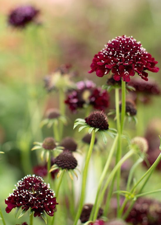 Pincushion Flower ‘Black Knight’ - Clementine Home Floral Gift