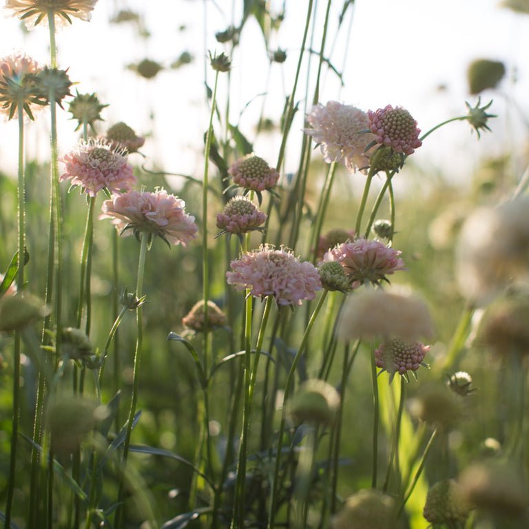 Pincushion Flower ‘Fata Morgana’ - Clementine Home Floral Gift