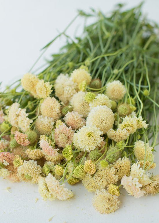 Pincushion Flower ‘Fata Morgana’ - Clementine Home Floral Gift