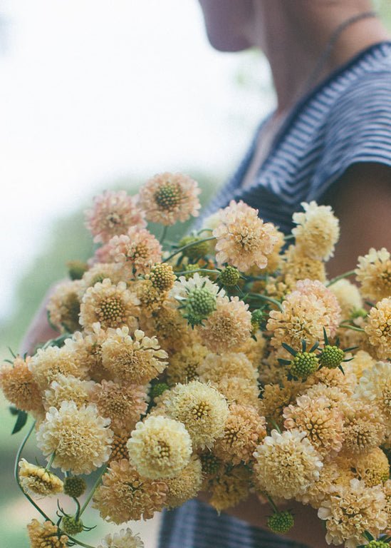 Pincushion Flower ‘Fata Morgana’ - Clementine Home Floral Gift