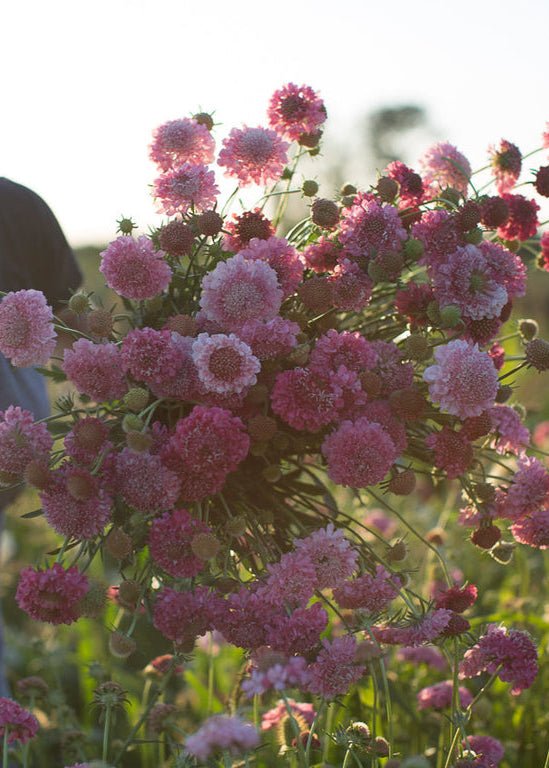 Pincushion Flower ‘Salmon Queen’ - Clementine Home Floral Gift