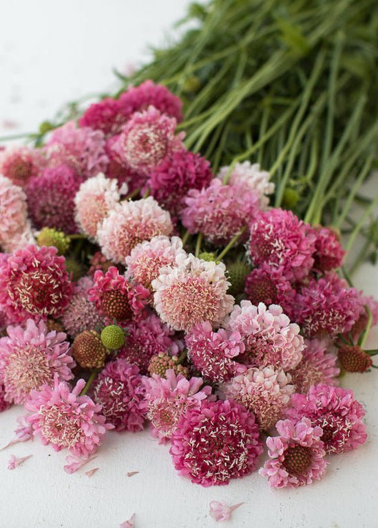 Pincushion Flower ‘Salmon Queen’ - Clementine Home Floral Gift