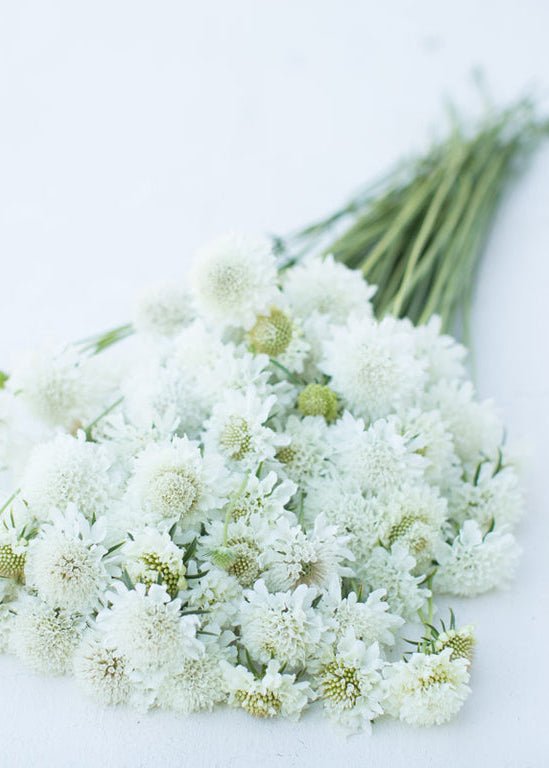 Pincushion Flower ‘Snowmaiden’ - Clementine Home Floral Gift