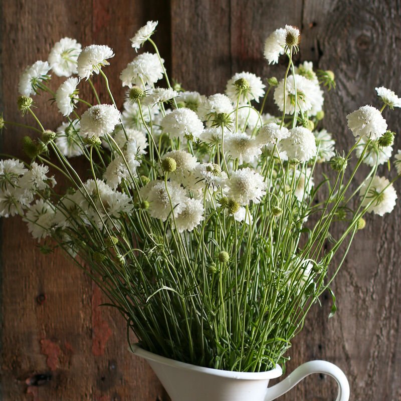 Pincushion Flower - Snowmaiden - Clementine Home Floral Gift