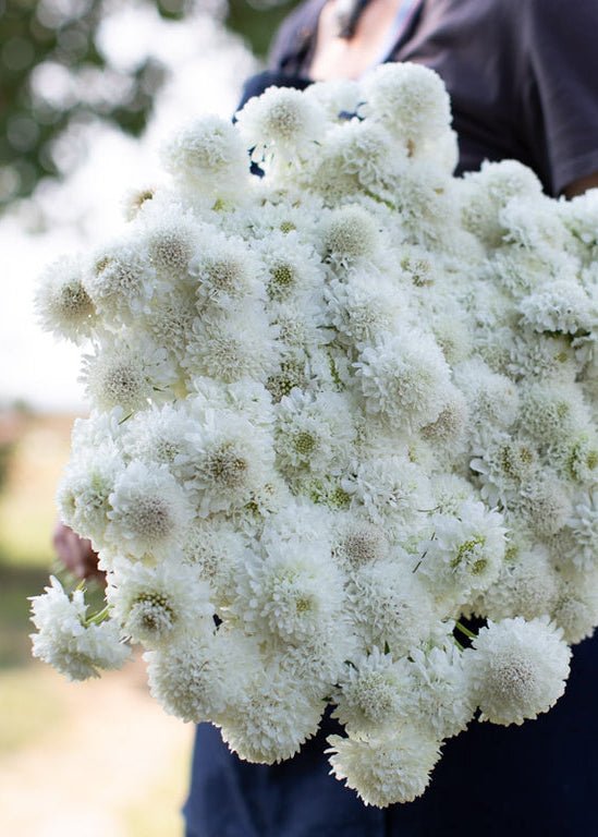 Pincushion Flower ‘Snowmaiden’ - Clementine Home Floral Gift