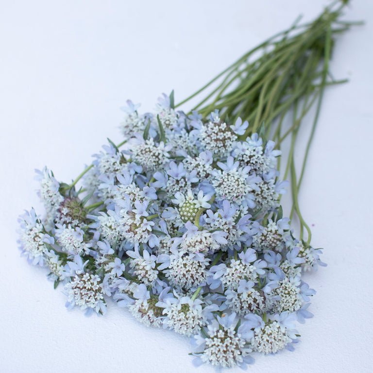 Pincushion Flower ‘Starflower’ - Clementine Home Floral Gift