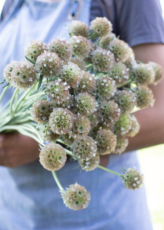 Pincushion Flower ‘Starflower’ - Clementine Home Floral Gift