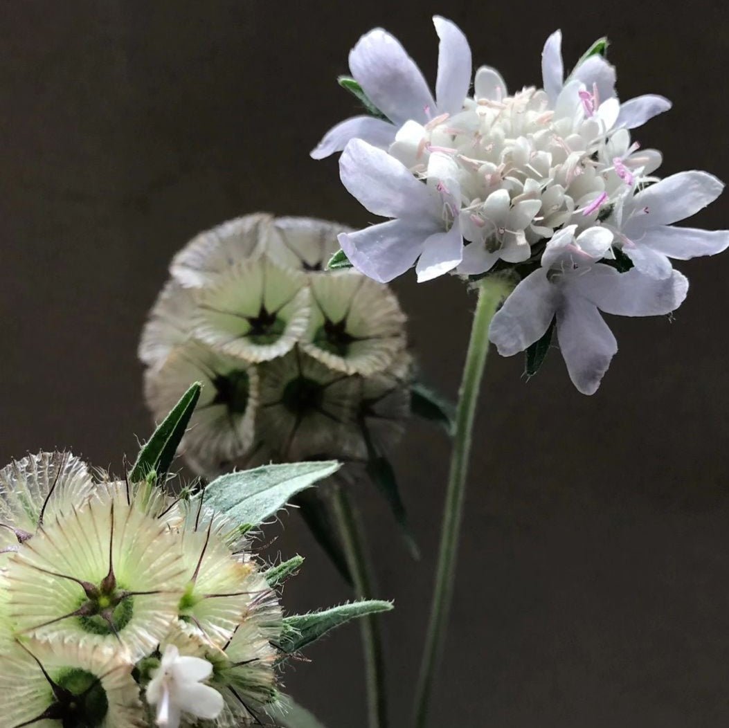 Pincushion Flower - Starflower - Clementine Home Floral Gift