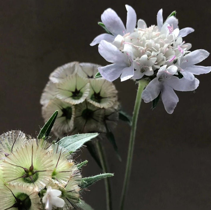 Pincushion Flower - Starflower - Clementine Home Floral Gift