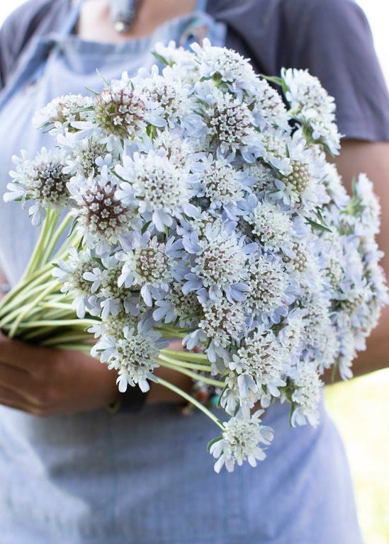 Pincushion Flower ‘Starflower’ - Clementine Home Floral Gift